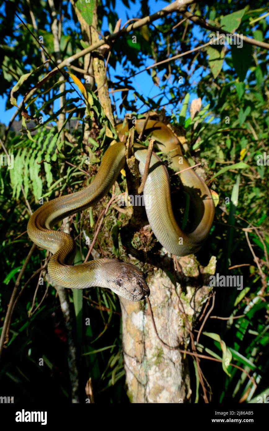 Olive papuan python (Apodora papuana) in a tree, Irian Jaya and Papua ...