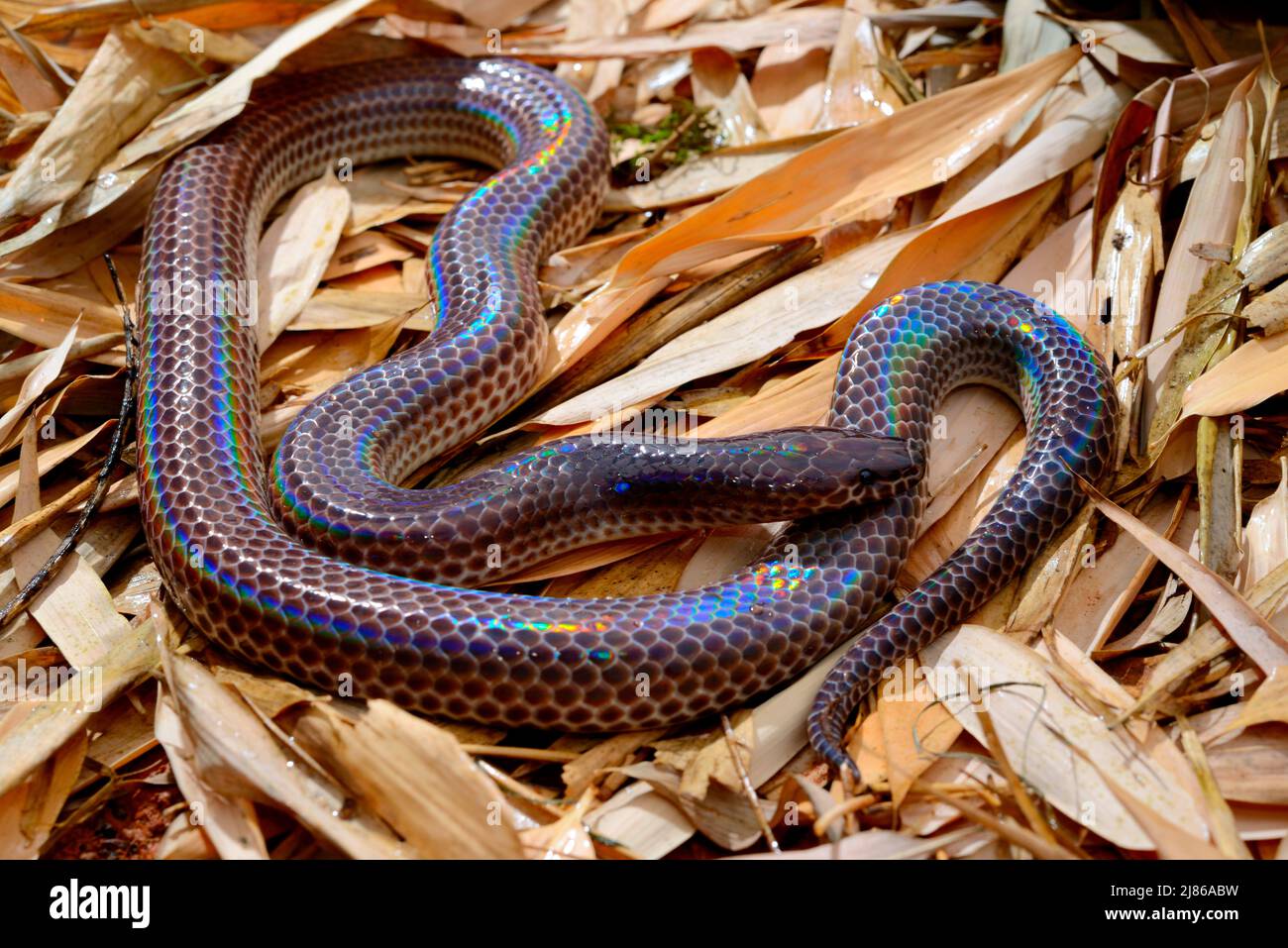 Sunbeam Snake (Xenopeltis unicolor), Asia Stock Photo Alamy