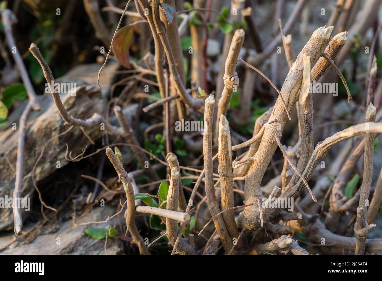 A close up shot of cut down hopbush stems leaving roots and stem only. India Stock Photo