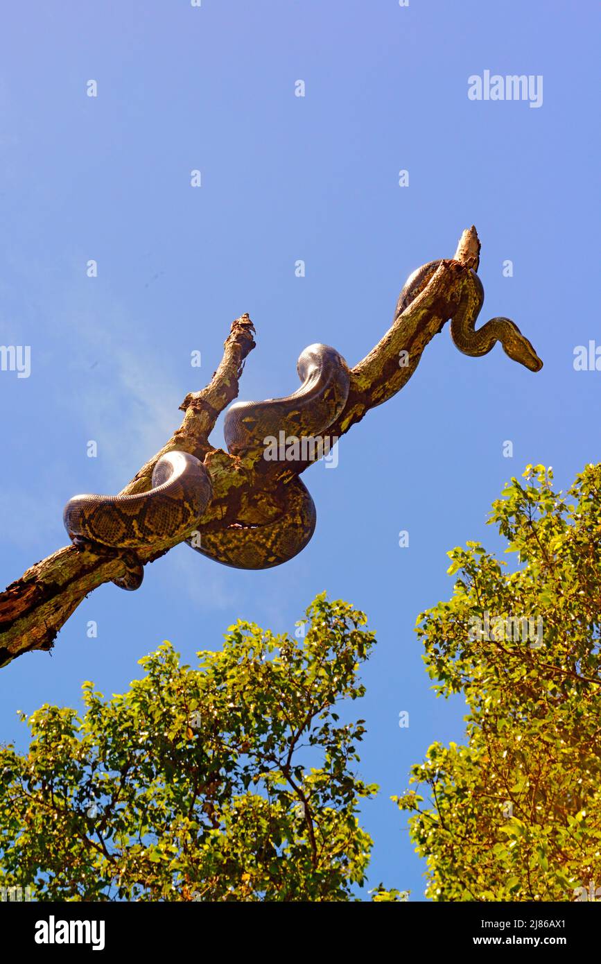 Python's In Sumatra Reticulated python (Malayopython reticulatus) on a trunk, Sumatra, S.E ...