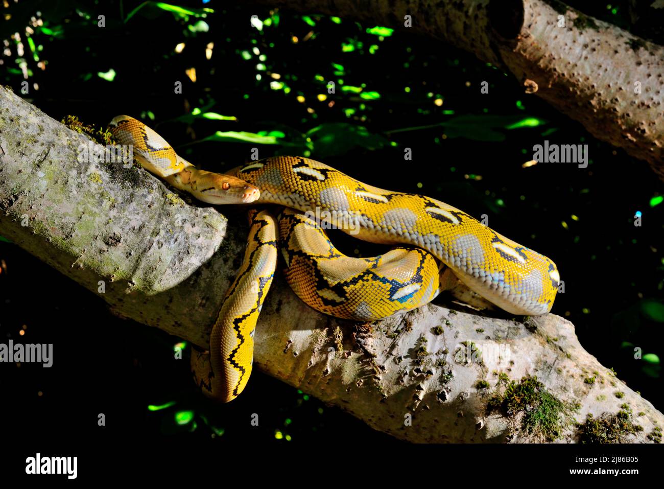 Dwarf Reticulated Python (Malayopython reticulatus saputrai) on a ...