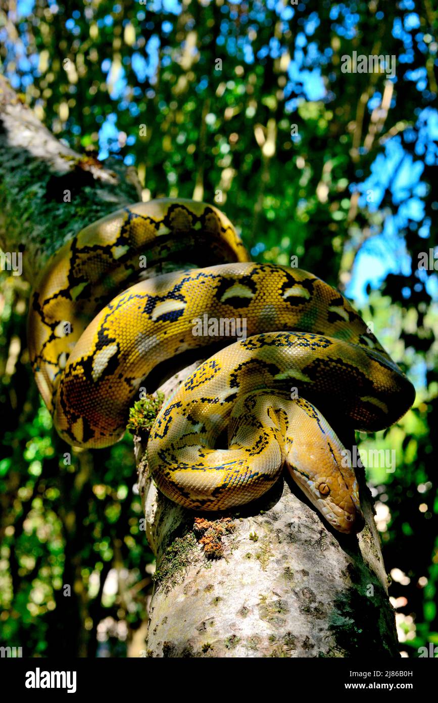 Dwarf Reticulated Python (Malayopython reticulatus saputrai) on a ...