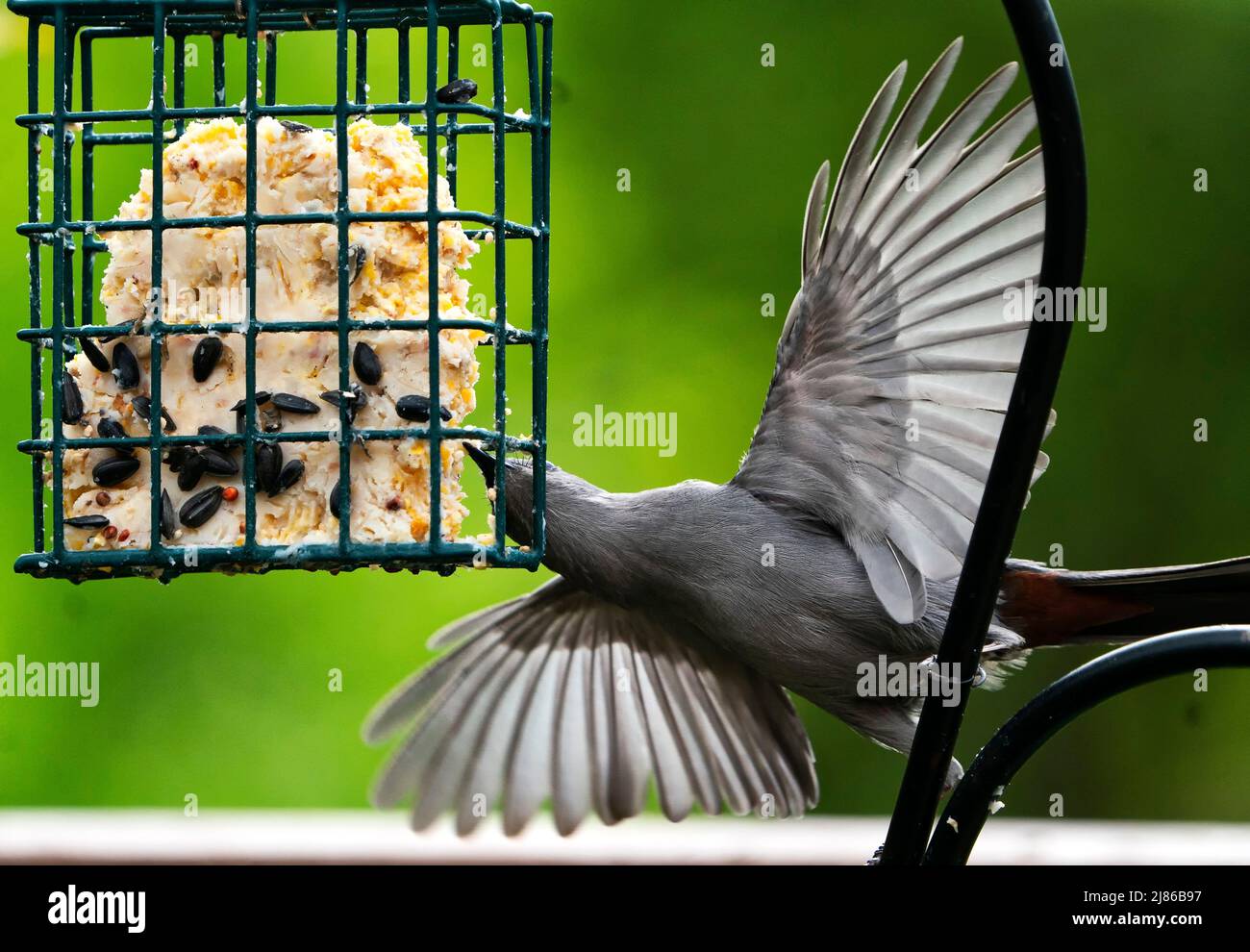 Gray Catbird feeds at the Suet Feeder Stock Photo Alamy
