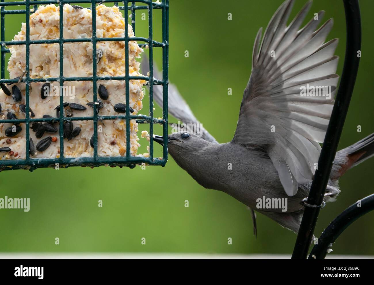Gray Catbird feeds at the Suet Feeder Stock Photo Alamy