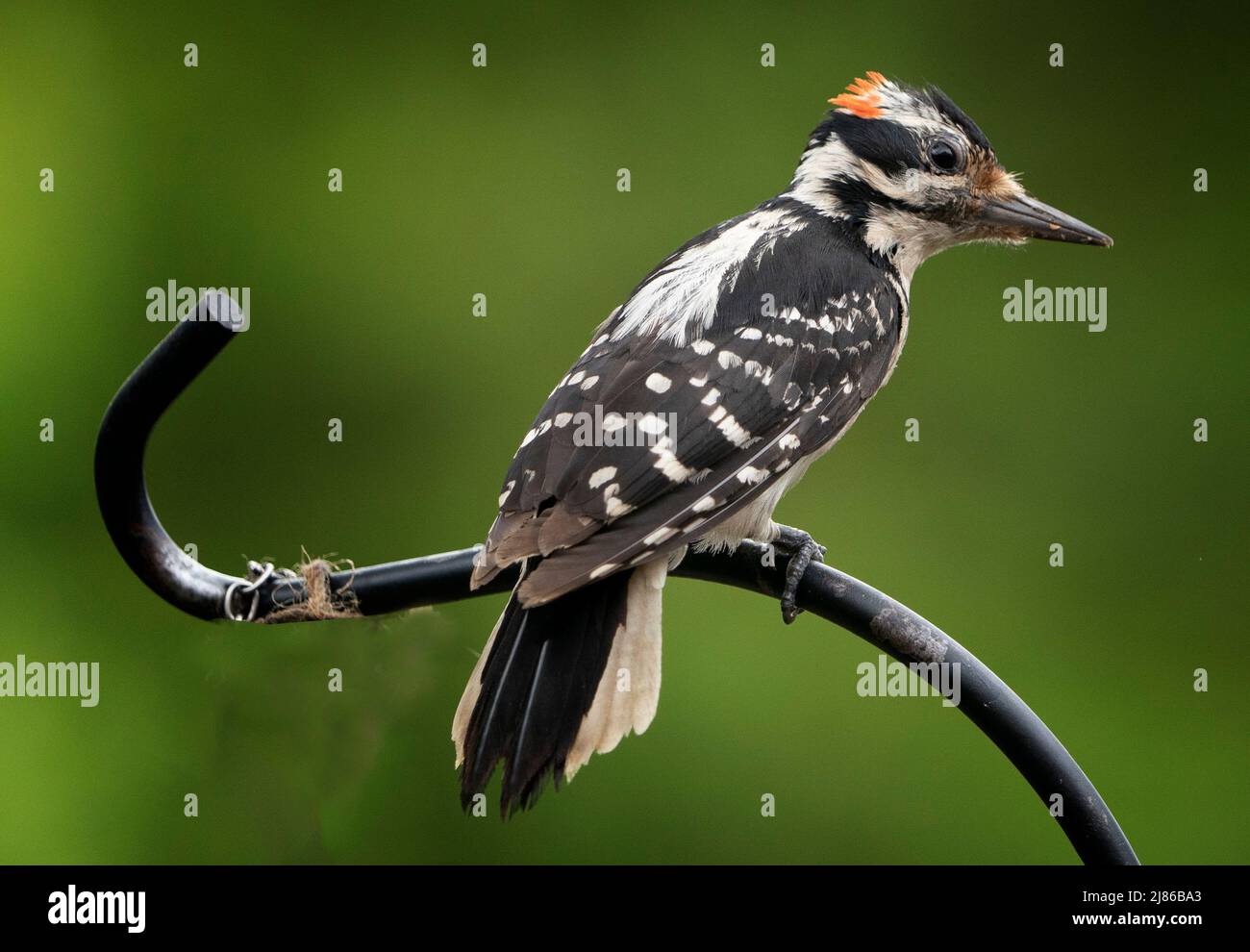 Woodpecker on a curved metal perch Stock Photo Alamy