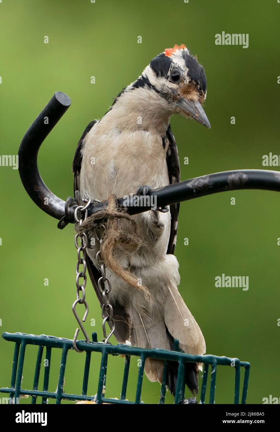 Woodpecker on a curved metal perch Stock Photo Alamy