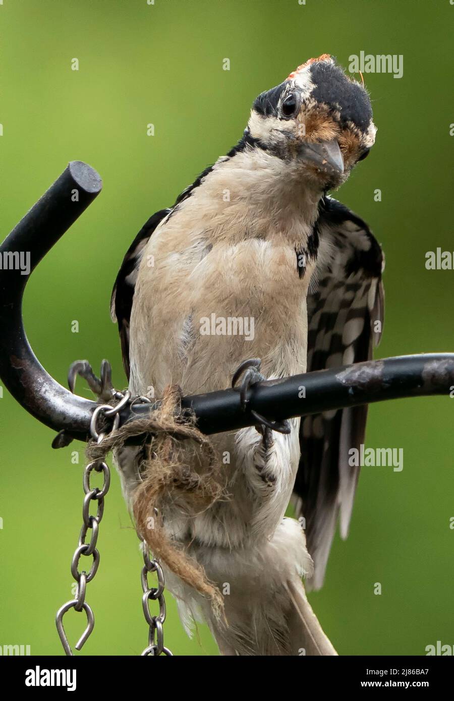 Woodpecker on a curved metal perch Stock Photo Alamy