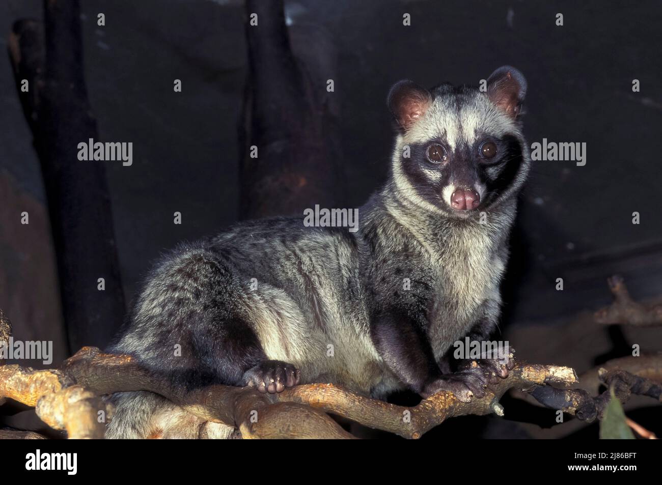 Hermaphroditic palm civet (Paradoxurus hermaphroditus). Digested coffee beans excreted in the faeces of this species produce Kopi Luwak, the most expe Stock Photo