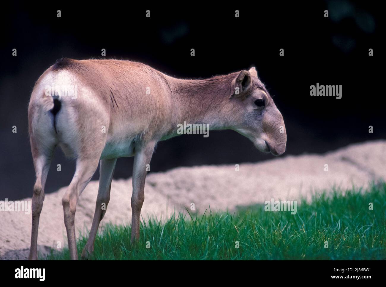 Saiga antelope (Saiga tatarica) female in grass, Asia Stock Photo Alamy