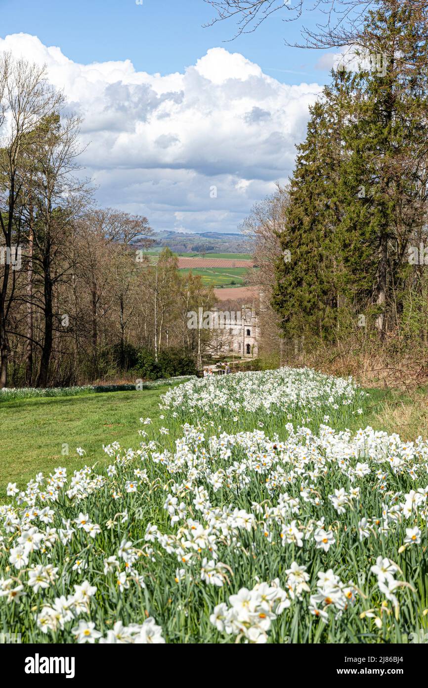 Narcissi in springtime at Lowther Castle in the English Lake District National Park near Penrith 