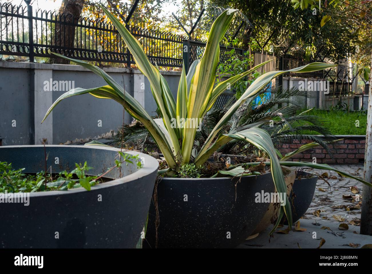 Mauritius hemp, Furcraea foetida plant growing in a big decorative flower pot roadside in India. Stock Photo