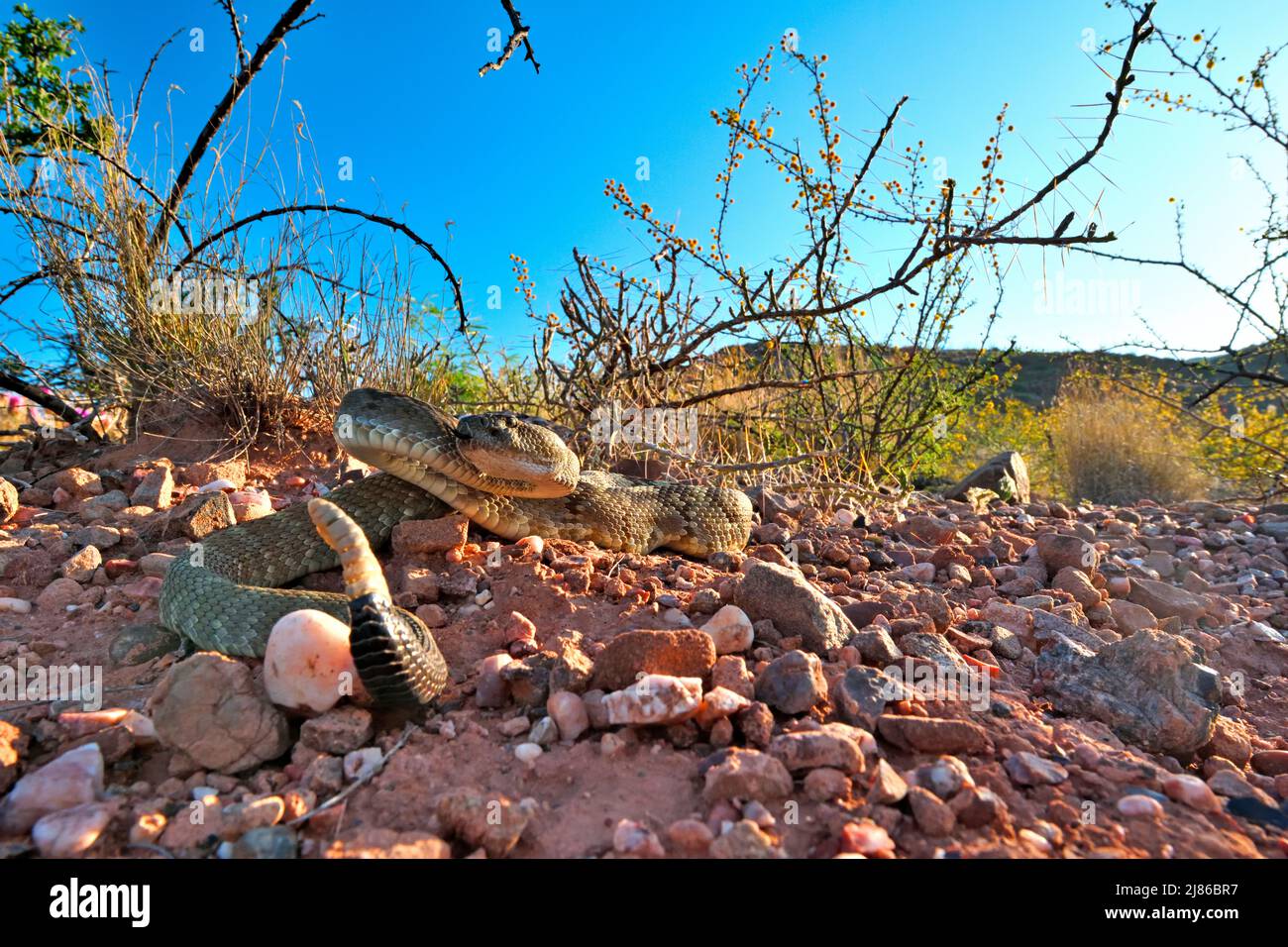 Ornate black tailed rattlesnake crotalus ornatus hires stock