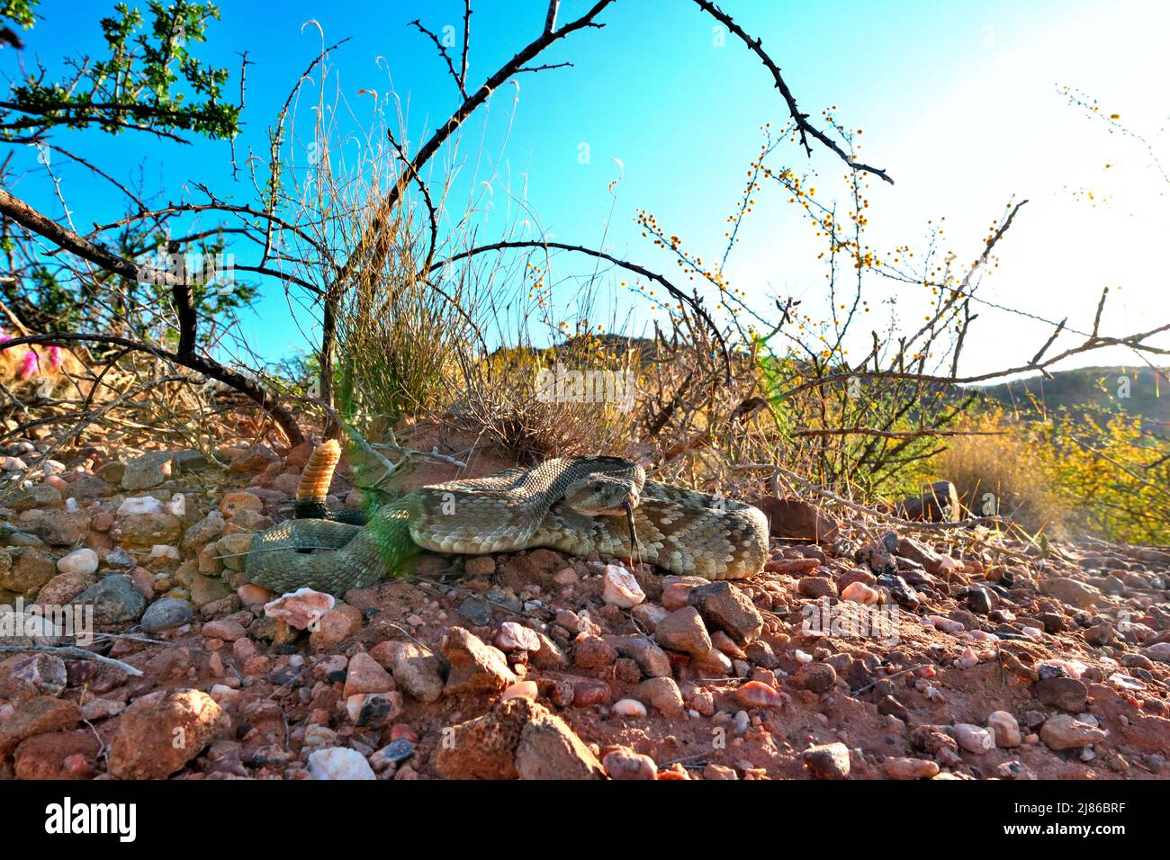 Ornate black tailed rattlesnake crotalus ornatus hires stock