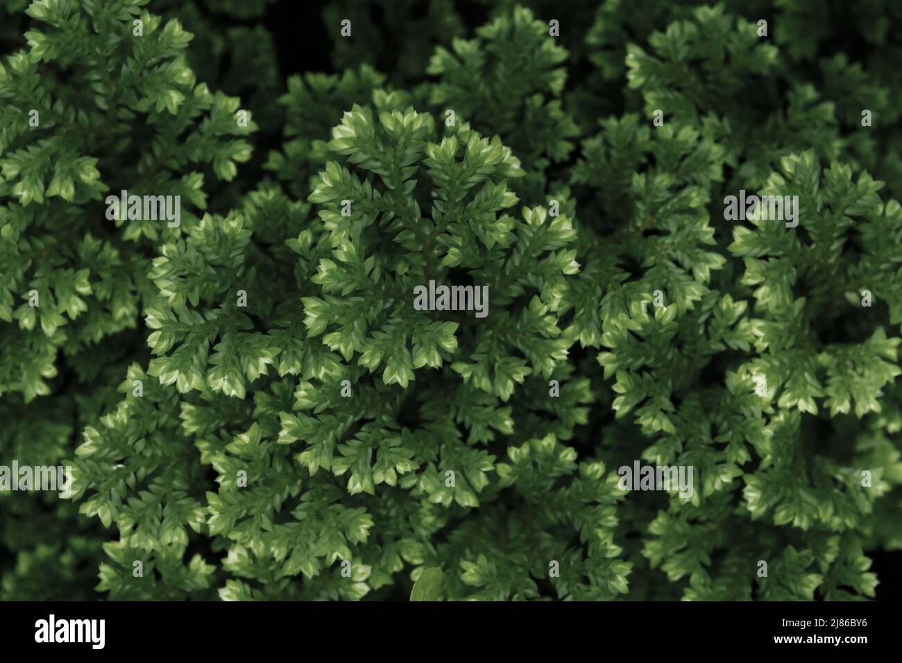 Full-frame texture background of Spike Moss fern leaves Stock Photo