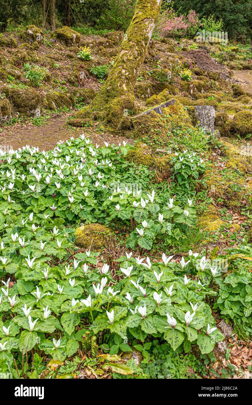 Trillium albidum (giant white wakerobin)  in spring in the gardens of Lowther Castle in the English Lake District National Park nr Penrith, Cumbria UK Stock Photo