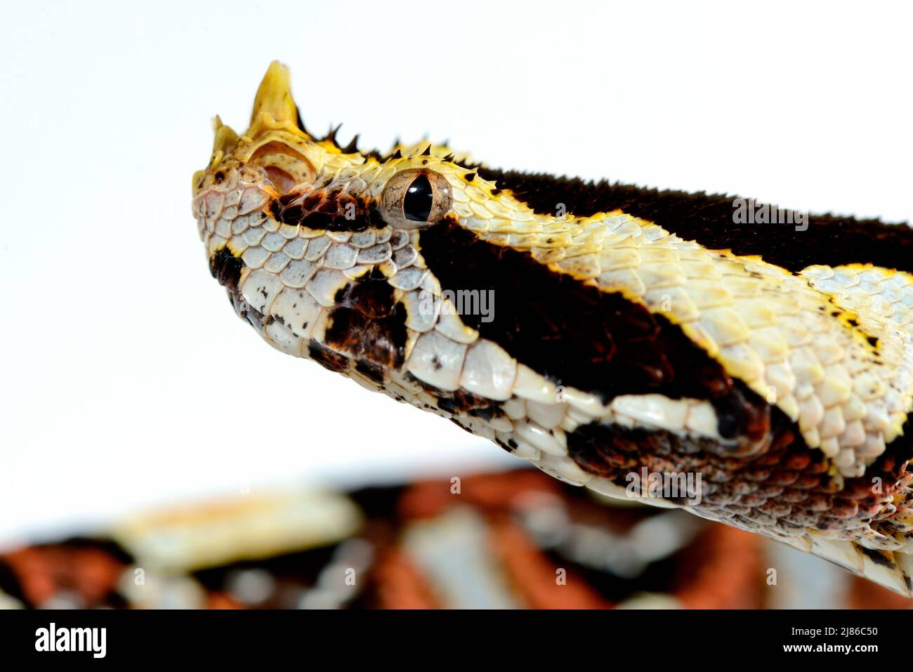 Natural hybrid between West African Gaboon viper and Rhinoceros viper