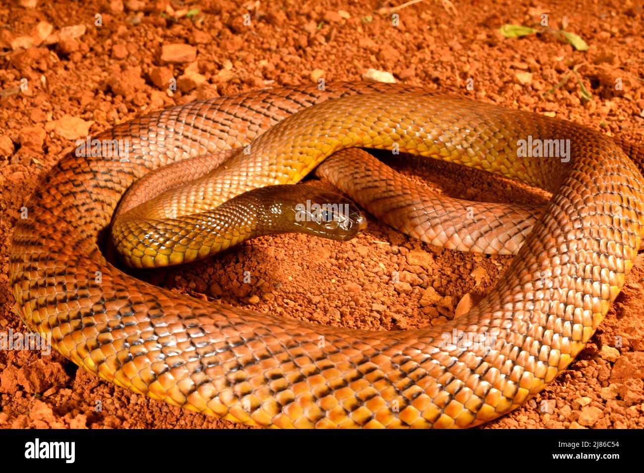 Inland Taipan (Oxyuranus microlepidotus) C. Australia. Probably the ... - Frozen-Thawed Feeding For Inland Taipan Venomous Snakes