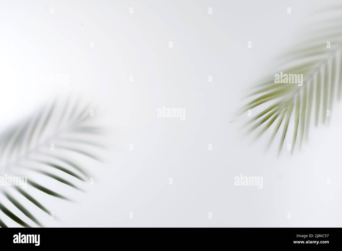 Summer palm tree branches save space. Minimal tropics contemporary concept blurred image. Stock Photo