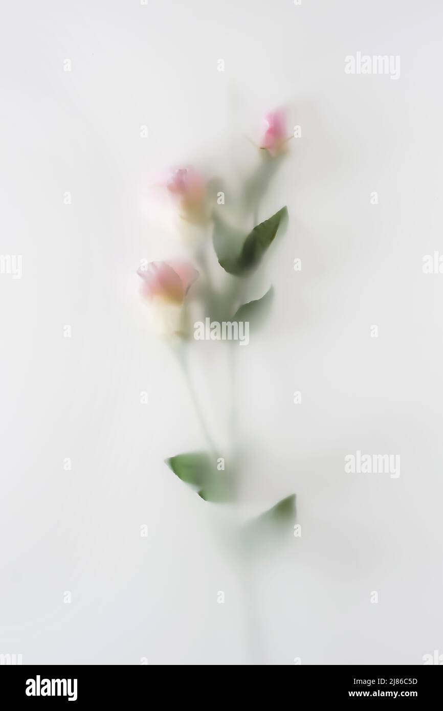 Defocused mist flower with leaves in mist has pastel colors magical mystical effect. Stock Photo