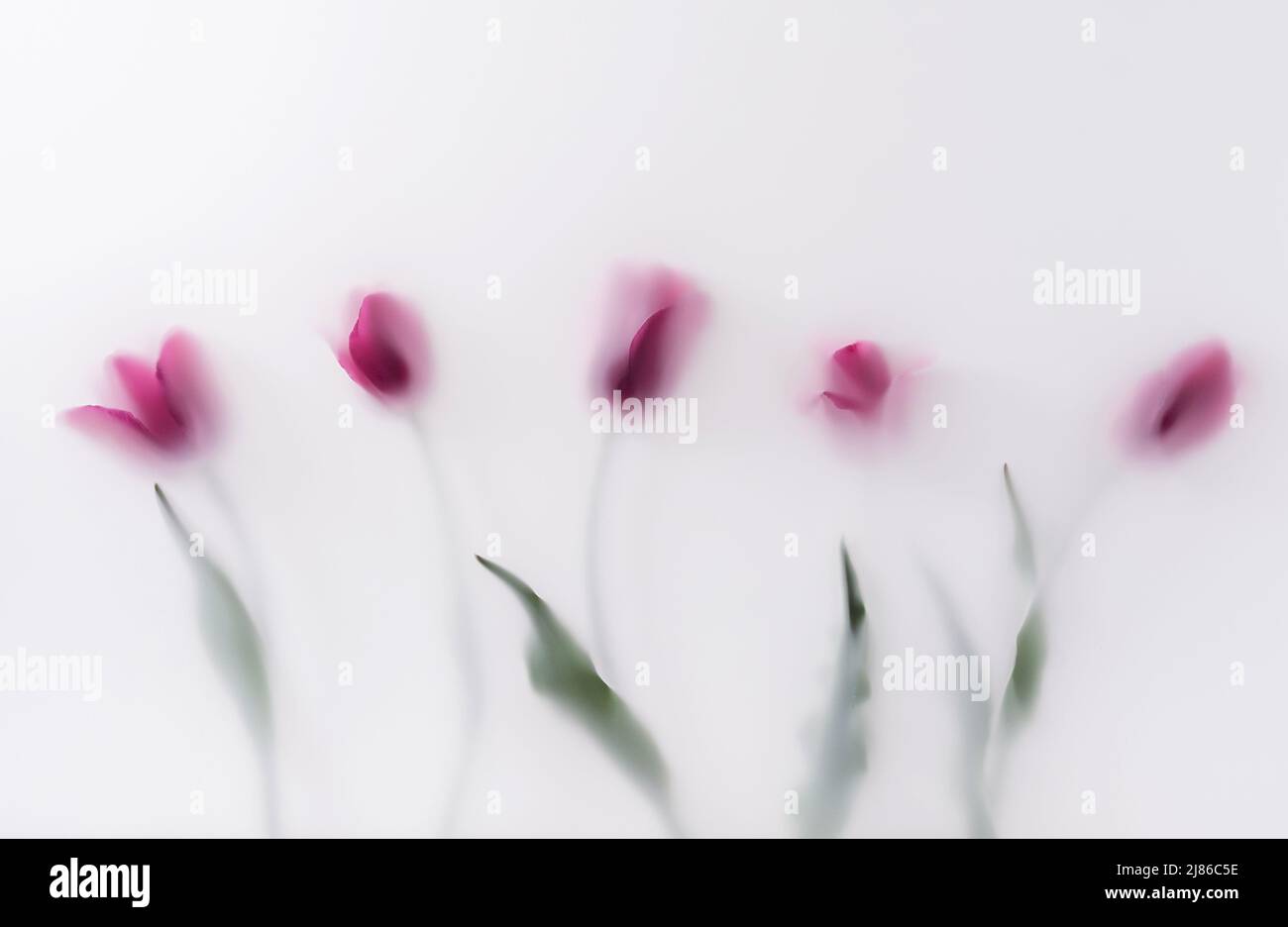 A row of red bloom tulip flowers in a row in a magic transparent fog. Minimal creative summer and spring concept. Stock Photo