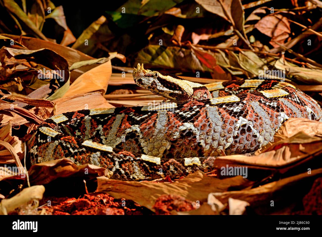 Natural hybrid between West African Gaboon viper and Rhinoceros viper