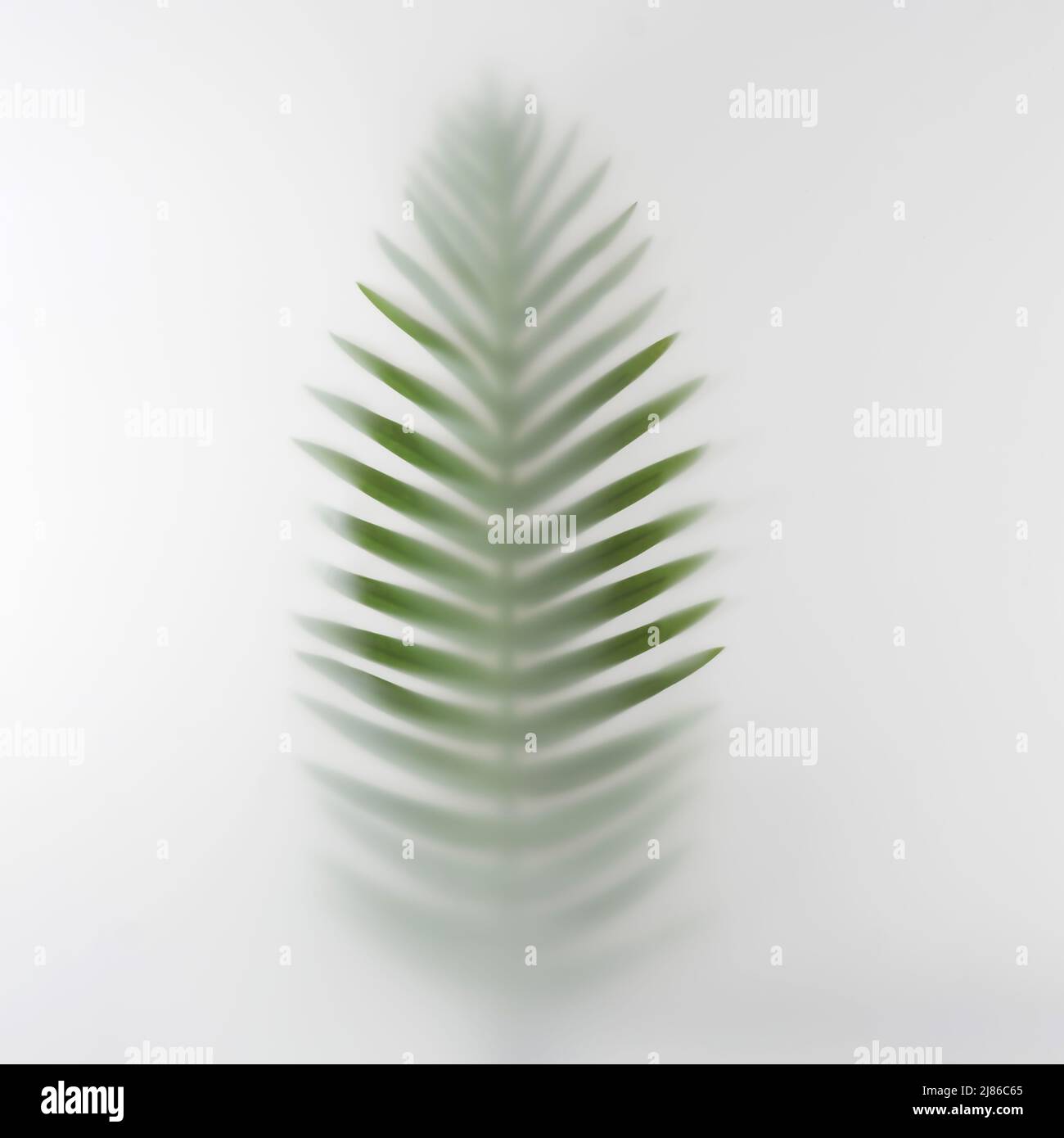 Palm tree branch in the summer in the fog. Minimal texture tropics concept. Stock Photo