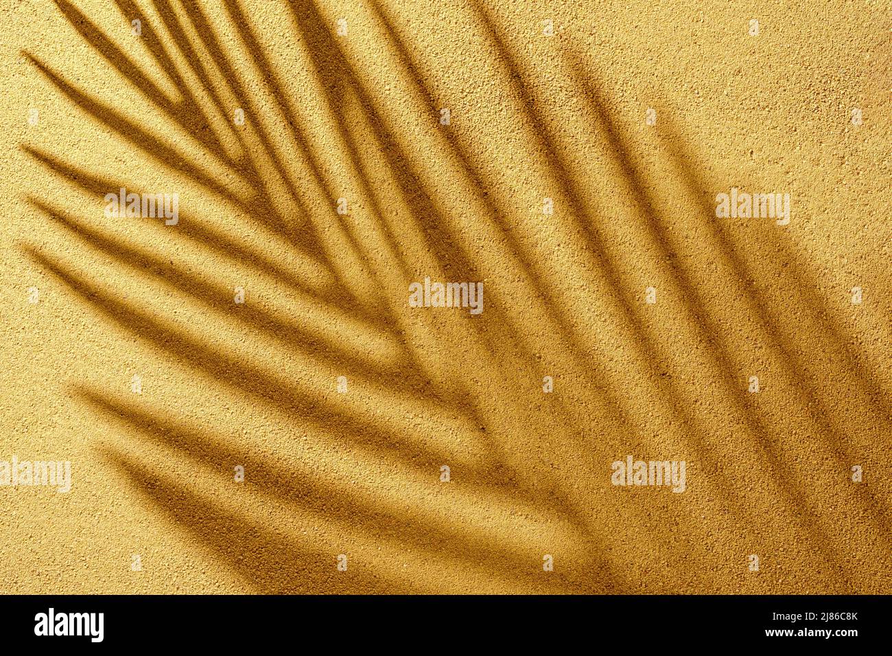 Dense pattern shadow branches of the tropics on the sand on a summer day outdoors. Stock Photo