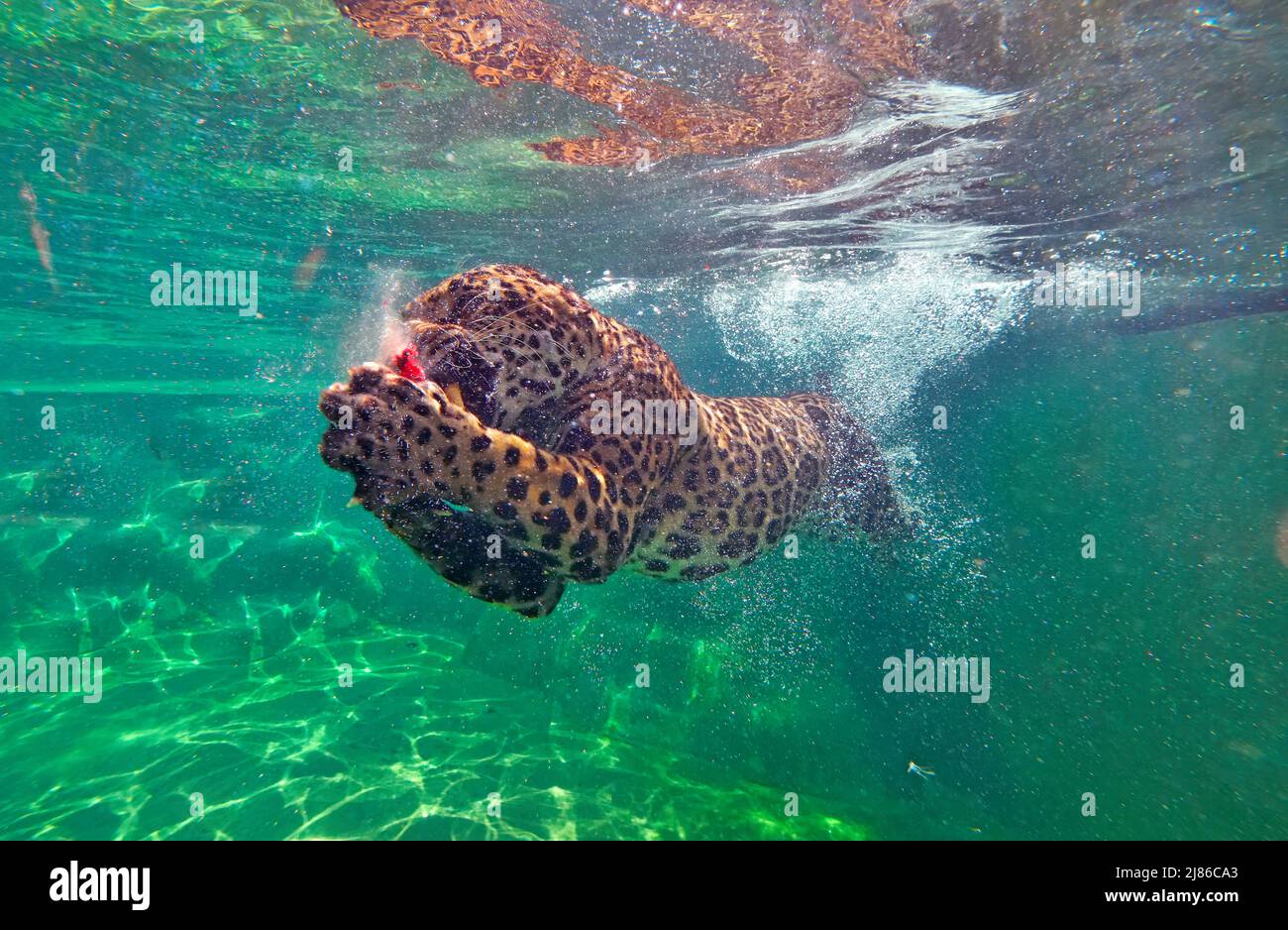 Jaguar (Panthera onca) swimming underwater,C. and S. America, Captivity