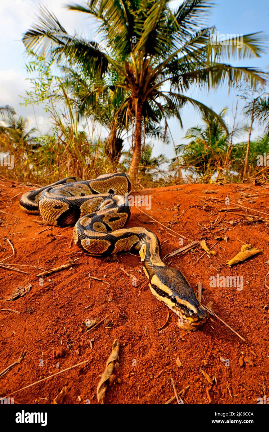 Ball python (Python regius) crawling, Togo, From Senegal to Uganda ...