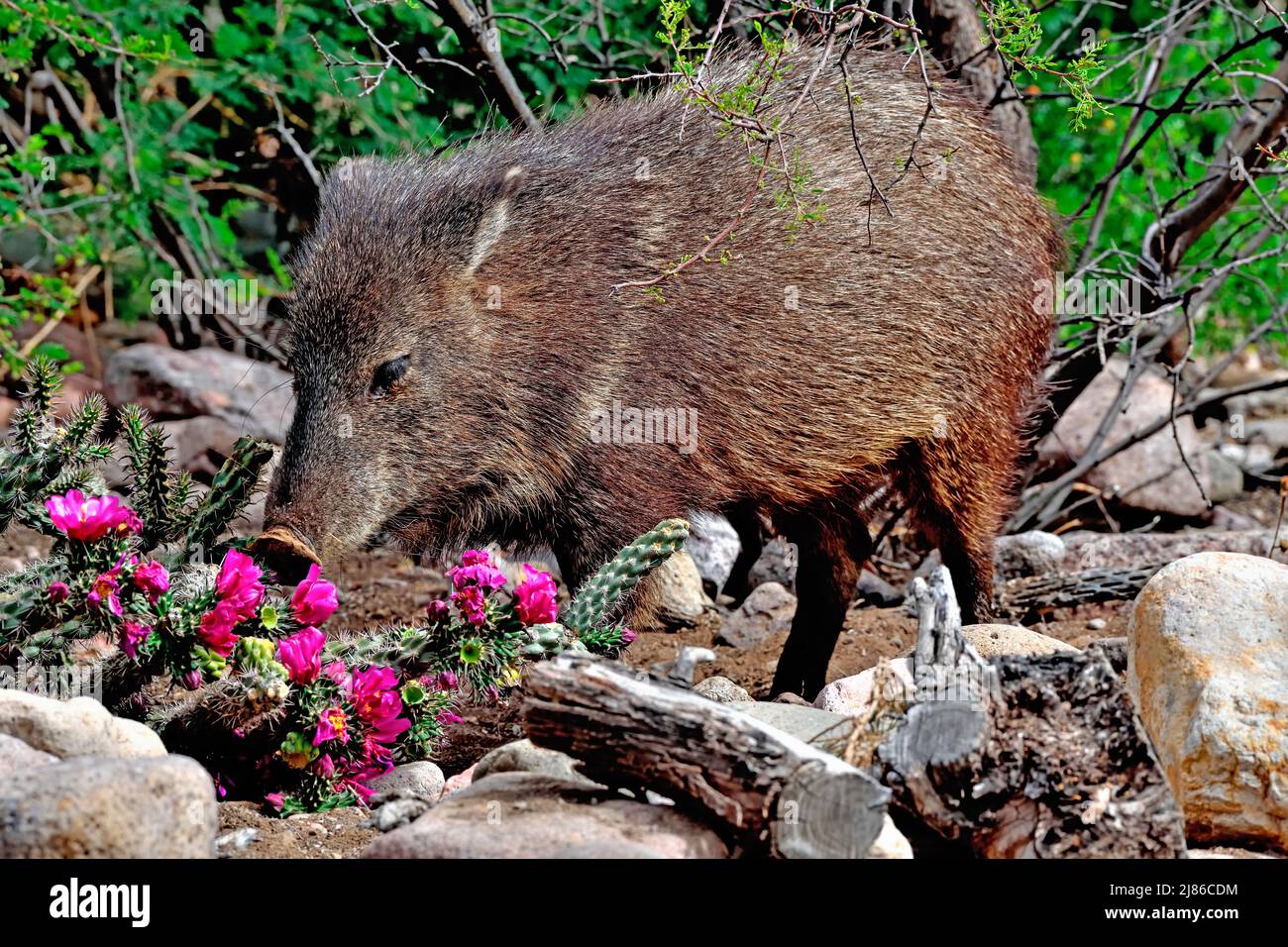 Collared peccary or javelina (Pecari tajacu) eating cholla cactus (Cylindropuntia) S.E. Arizona