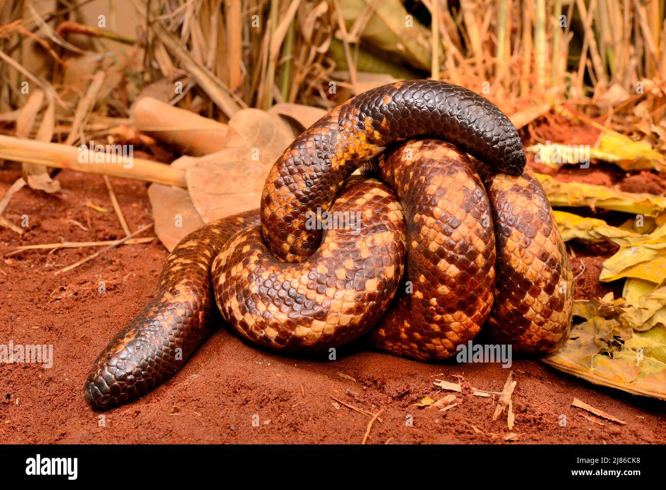 African burrowing python hi-res stock photography and images - Alamy