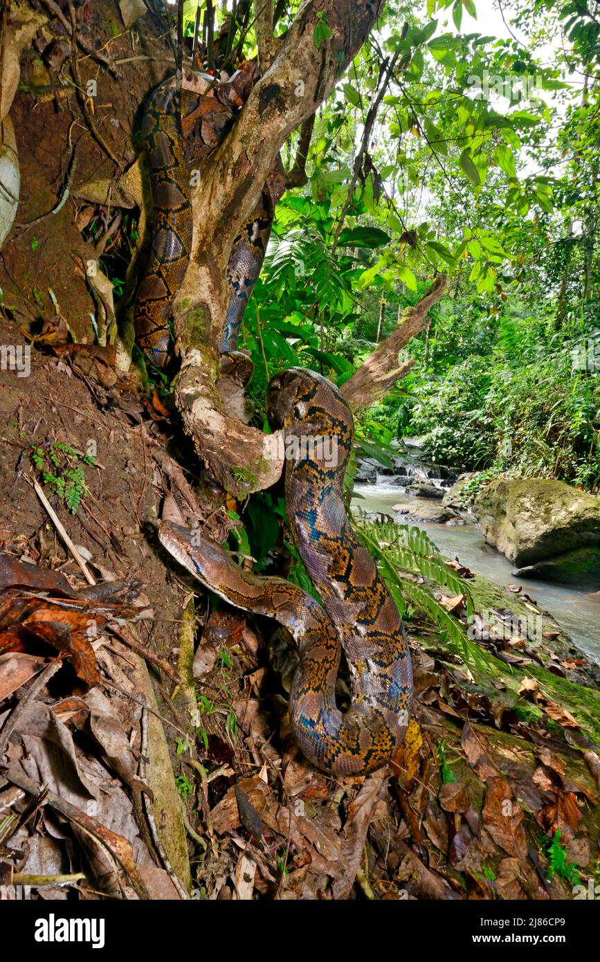 Reticulated python (Malayopython reticulatus) in forest, Sulawesi ...