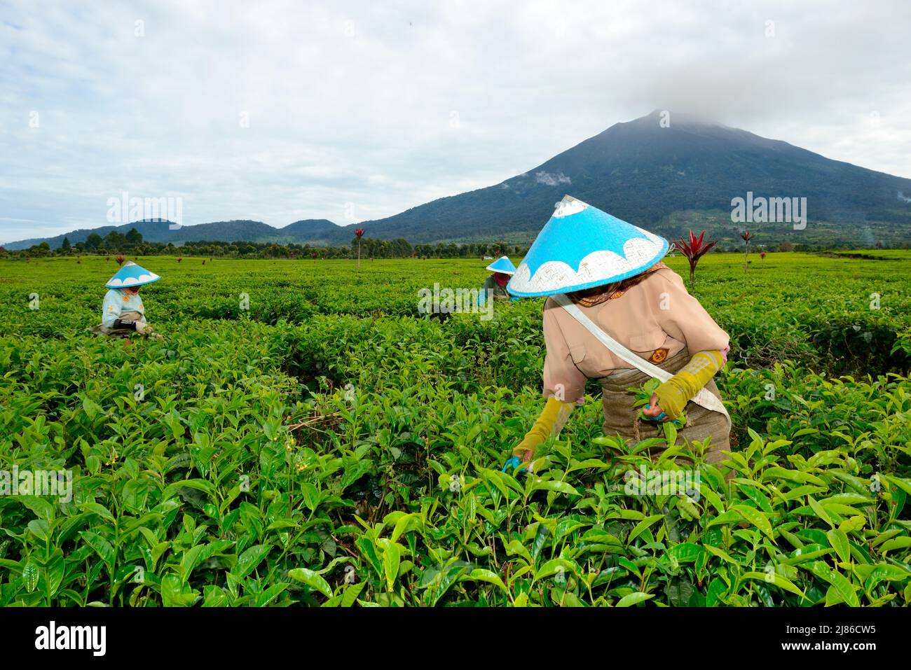 Sumatra Tea Tea plantation and picking, under the volcano, Kerenci, Sumatra ...