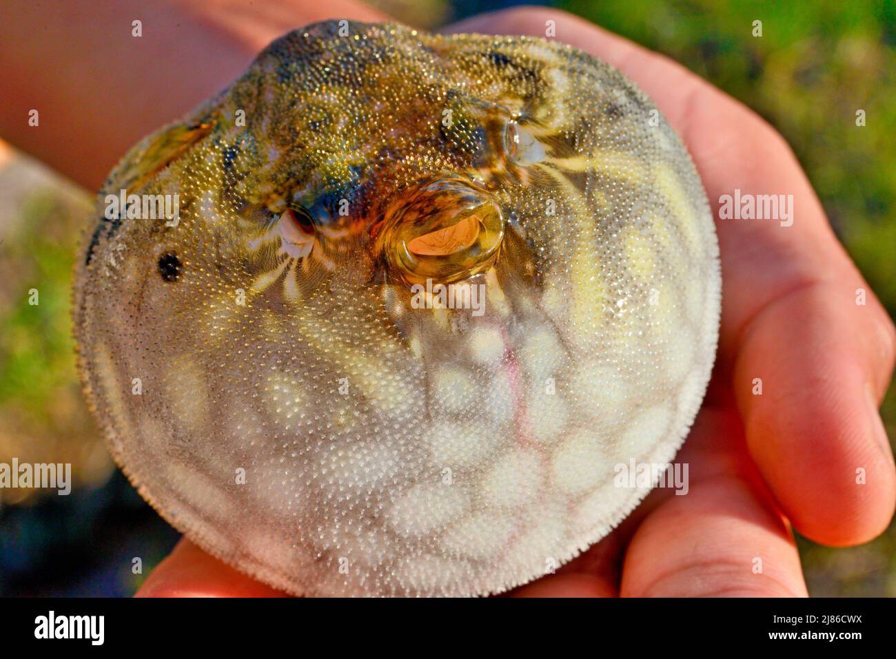 Freshwater Pufferfish (Pao sp) inflated in a defensive posture