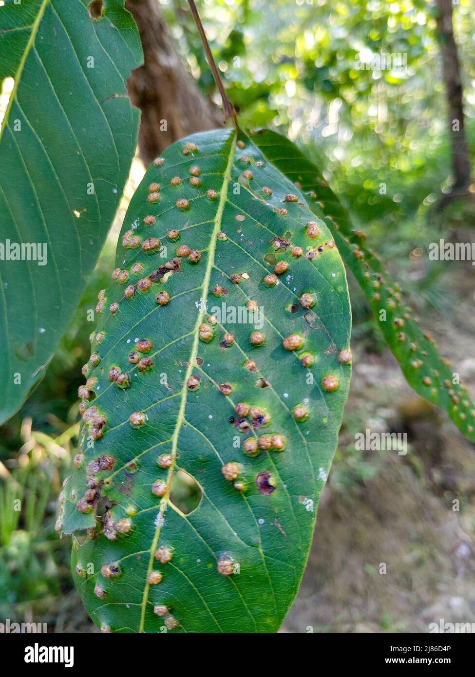 A highly infected leaf with Aceria erinea causing brown bubbles. Aceria erinea is a species of mite which causes galls on the leaves of walnut Stock Photo