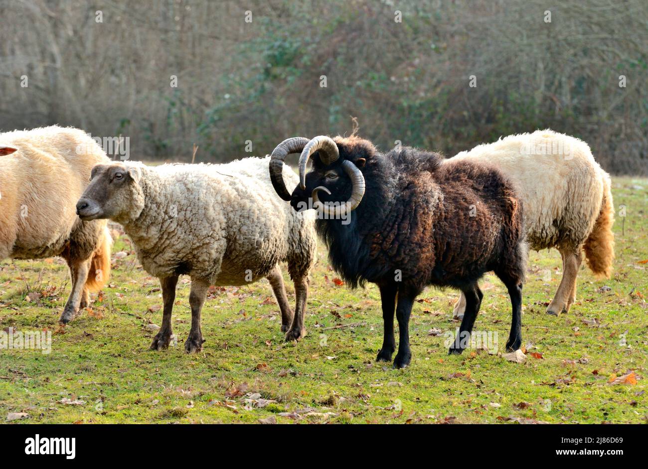 Jacob sheep (Ovis aries) with 4 horns , Poitou, France Stock Photo - Alamy