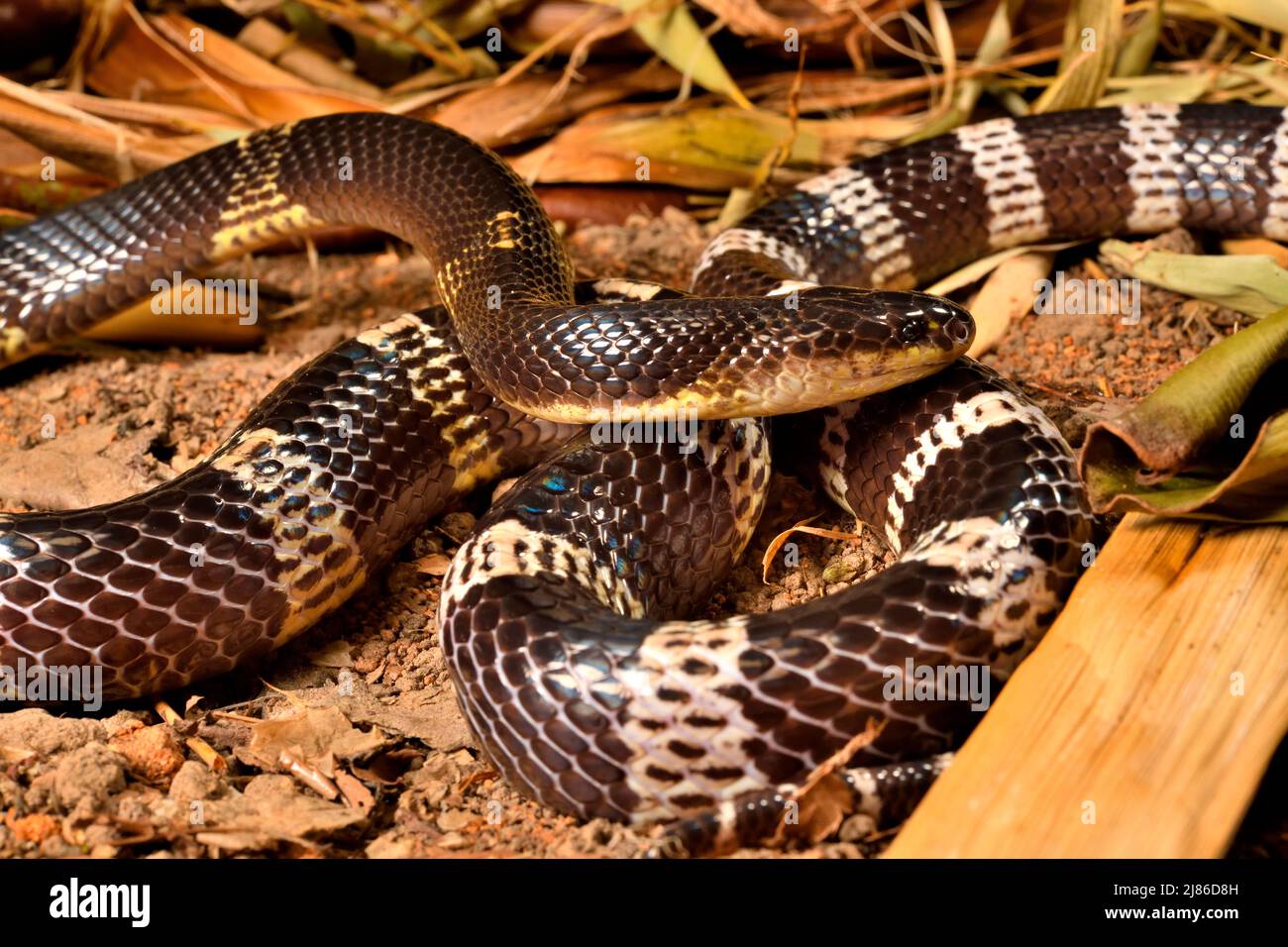 Blue krait (Bungarus candidus), S.E. Asia. Captivity Stock Photo - Alamy