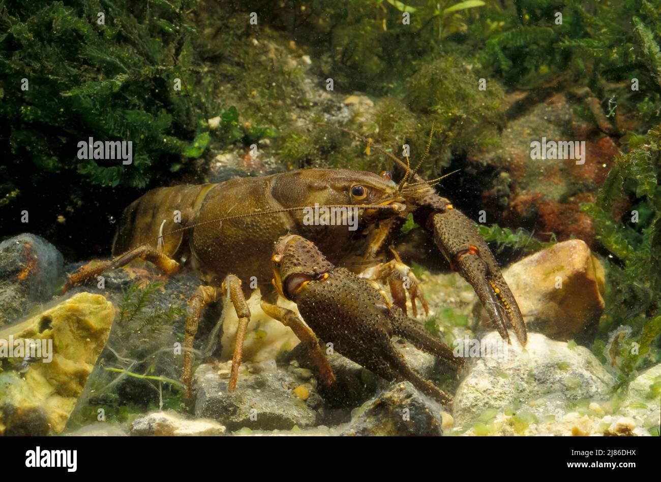 Common crayfish (Astacus astacus) in a river, France Stock Photo Alamy