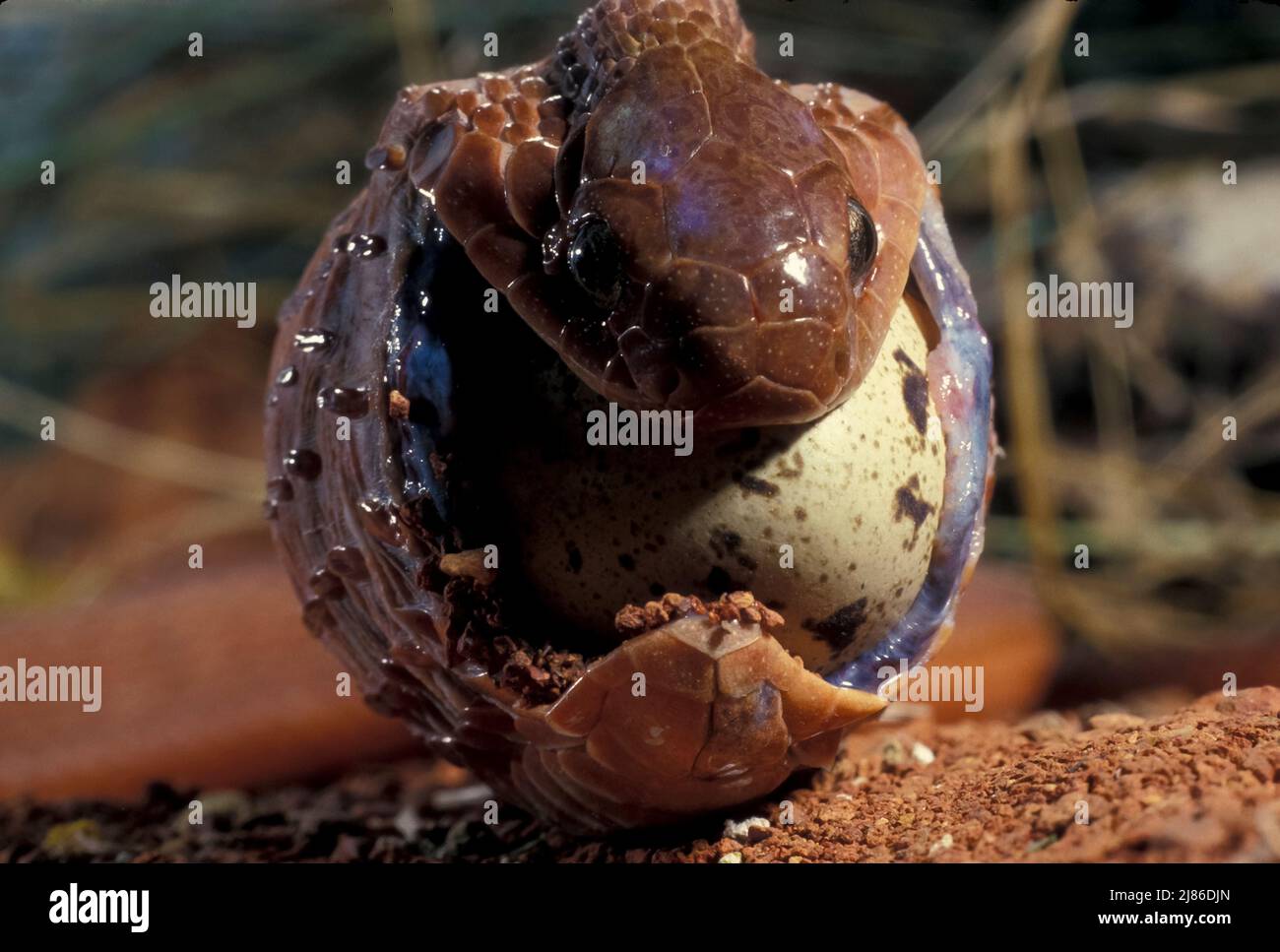 Southern Brown Egg Eater (Dasypeltis inornata) eating an egg, Africa