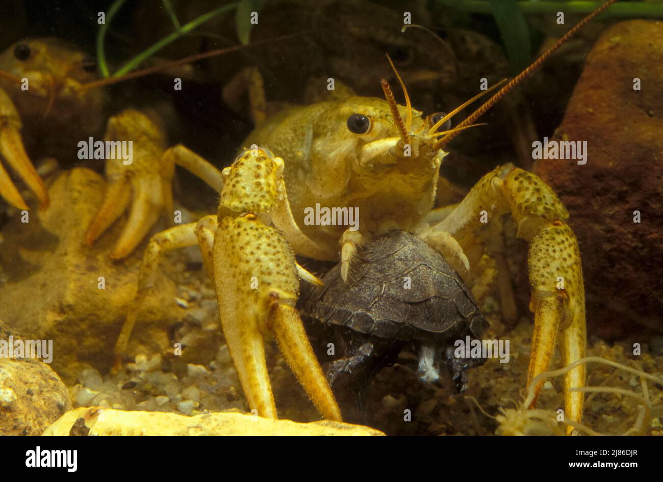 Narrowclawed Turkish crayfish (Astacus leptodactylus) eating an