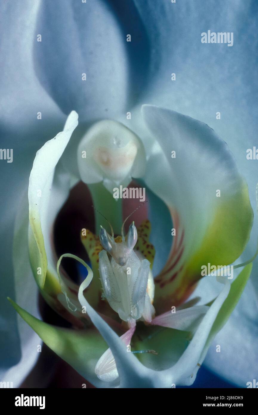 Malaysian orchid mantis (hymenopus coronatus) on a white flower, Southeast Asia Stock Photo