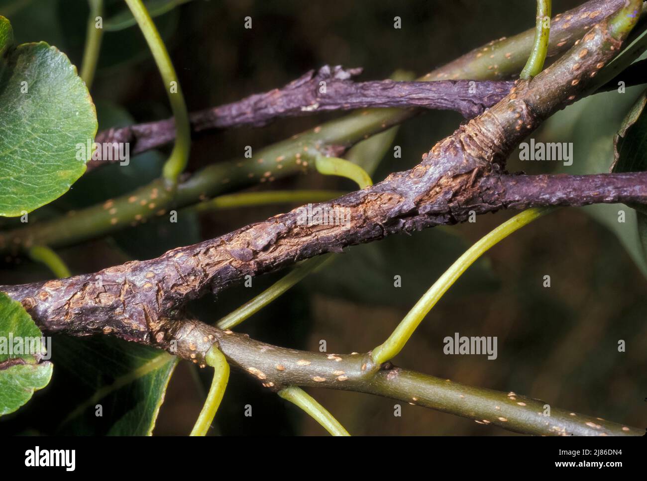 Apple scab (Fusicladium dendriticum) visible on pear branches, France Stock Photo