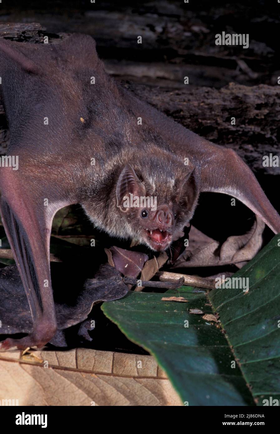 Common Vampire Bat (Desmodus rotundus) moving on ground, French Guyana ...
