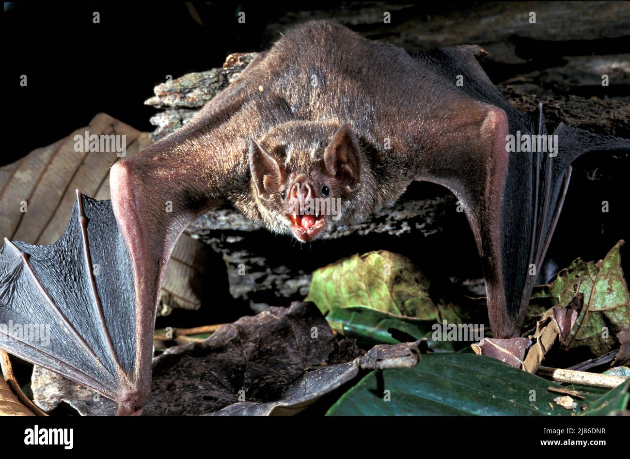 Common Vampire Bat (Desmodus rotundus) moving on ground, French Guyana ...
