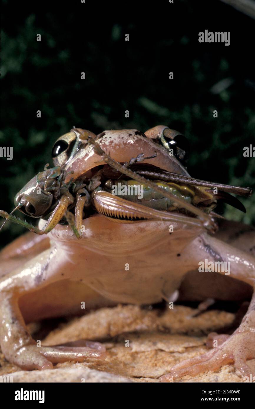 Grass Frog (Rana dalmatina) eating a cricket, Europe Stock Photo Alamy