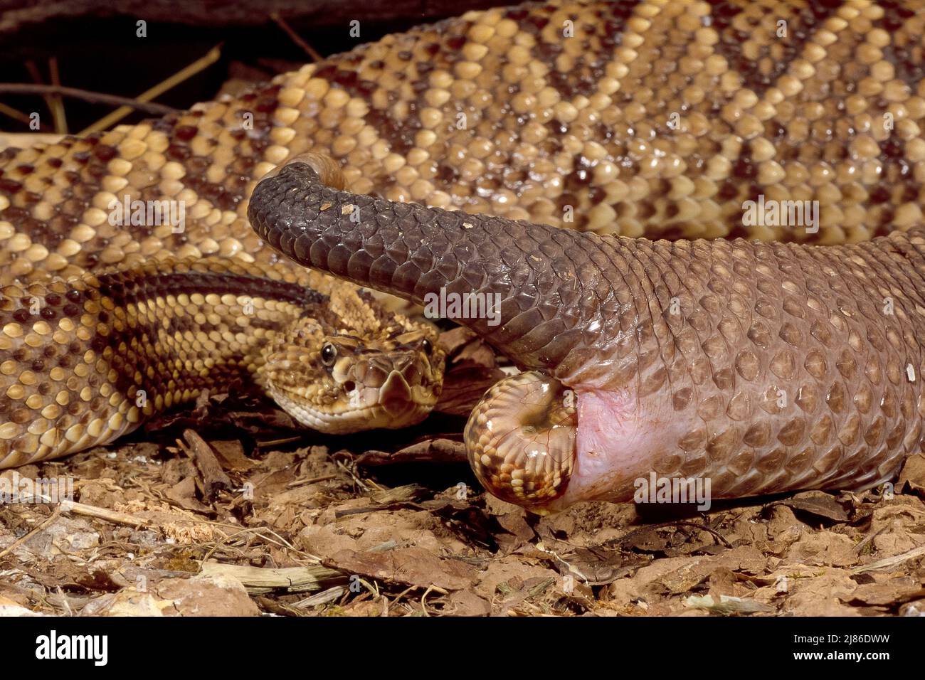 Parturition of a Neotropical rattlesnake (Crotalus durissus), South