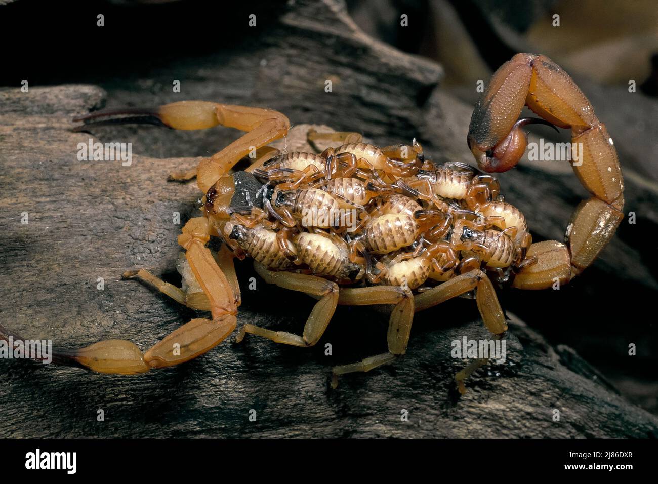 Brazilian yellow scorpion (Tityus serrulatus) carrying its young (pullus) on its back, Brazil Stock Photo