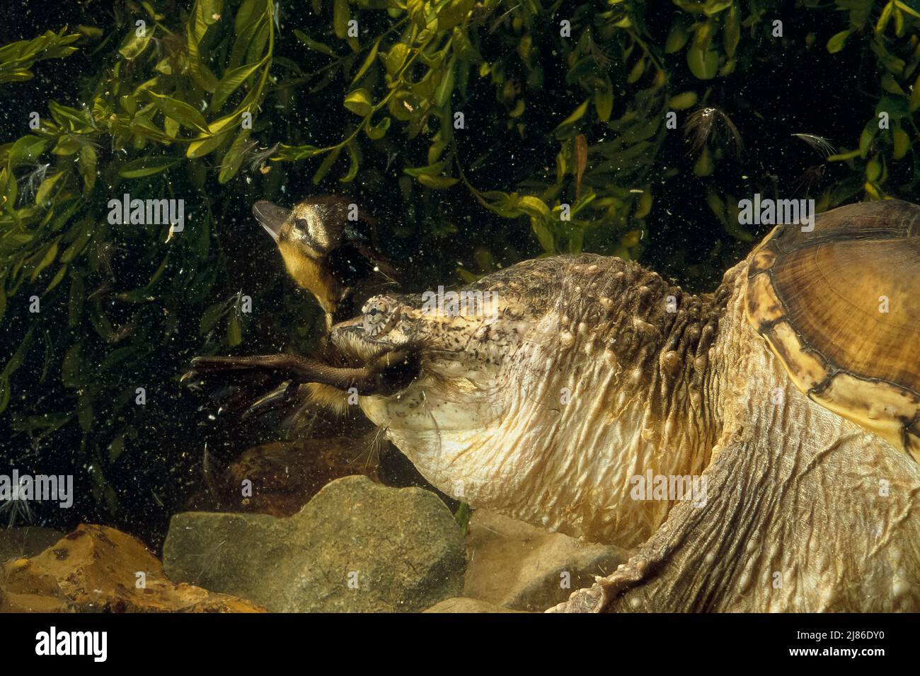 Snapping Turtle Eating Snake