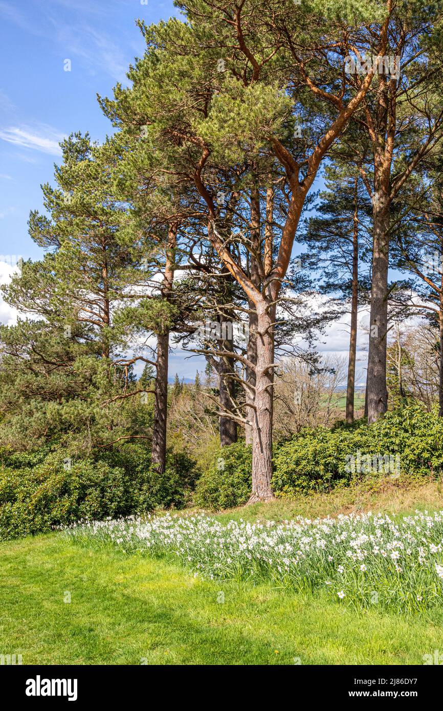 Narcissi and Scots Pine in springtime at Lowther in the English Lake District National Park near Penrith, Cumbria, England UK Stock Photo