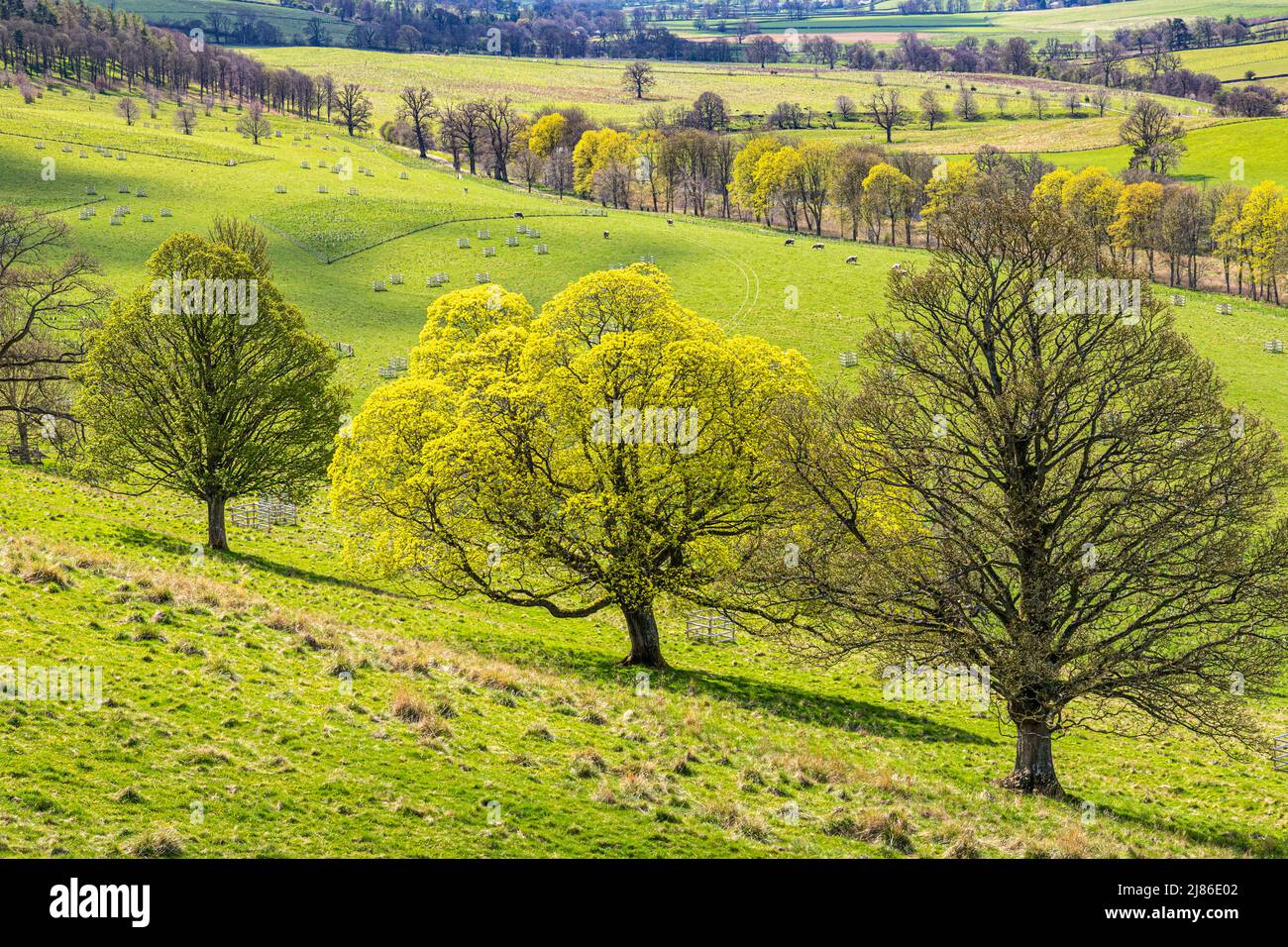 Trees coming into leaf in springtime at Lowther in the English Lake District National Park near Penrith, Cumbria, England UK Stock Photo